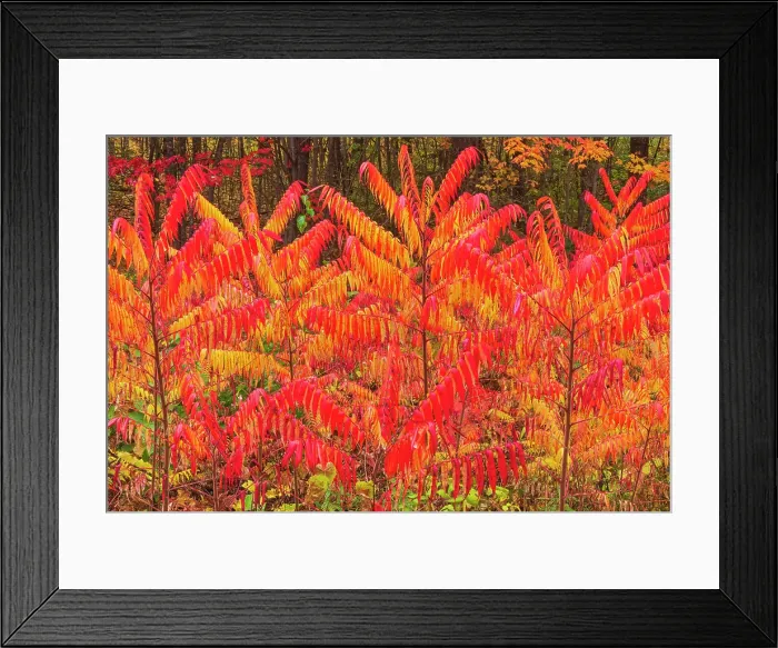 Framed Print : Sumac bushes in autumn foliage Fredericton, New Brunswick, Canada Framed Print : Sumac bushes in autumn foliage Fredericton, New Brunswick, Canada