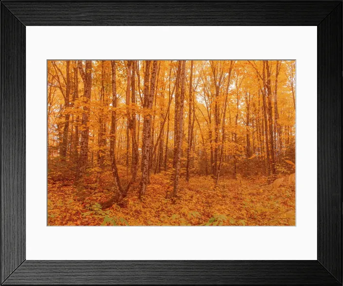 Framed Print : Hardwood forest in autumn, Aroostook, New Brunswick, Canada Framed Print : Hardwood forest in autumn, Aroostook, New Brunswick, Canada