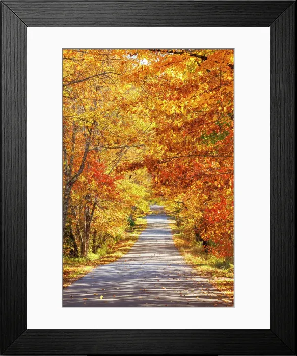 Framed Print : Road through beautiful woodland in autumn, Morrill, Maine, United States Framed Print : Road through beautiful woodland in autumn, Morrill, Maine, United States