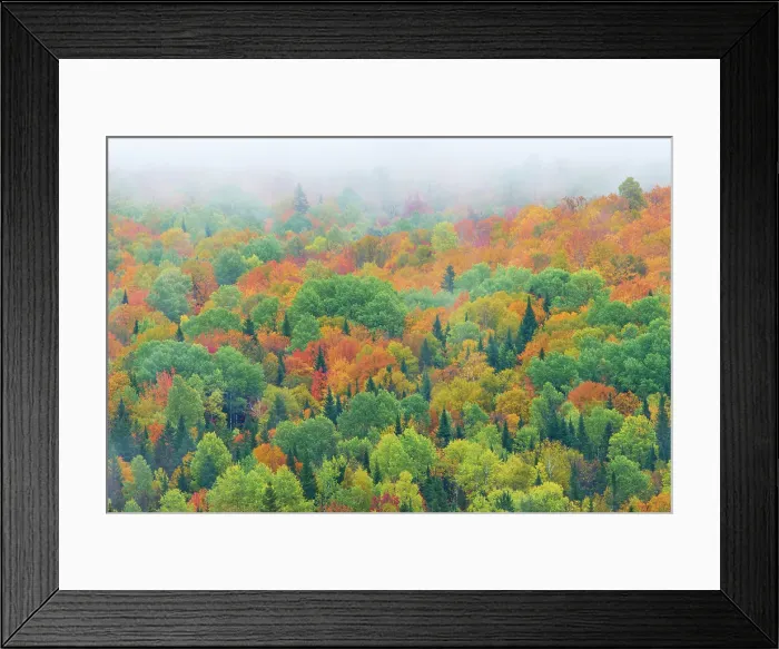 Framed Print : Mixedwood forest in autumn, St, Jacques, New Brunswick, Canada Framed Print : Mixedwood forest in autumn, St, Jacques, New Brunswick, Canada