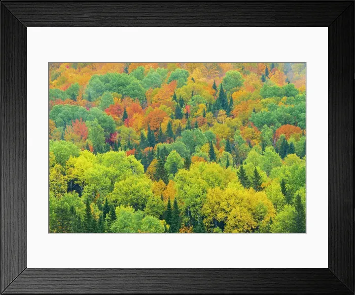 Framed Print : Mixedwood forest in autumn, St, Jacques, New Brunswick, Canada Framed Print : Mixedwood forest in autumn, St, Jacques, New Brunswick, Canada