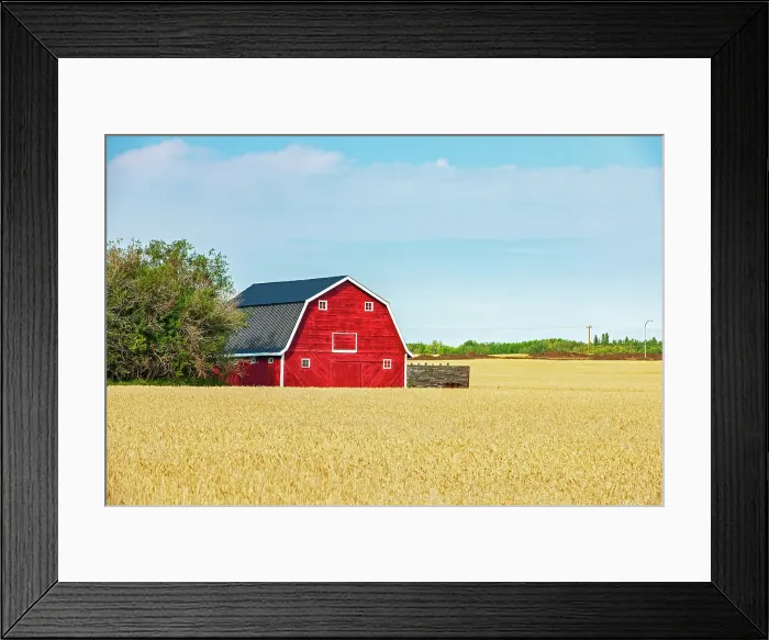 Framed Print : Red barn and grain crop, Fairview, Alberta, Canada