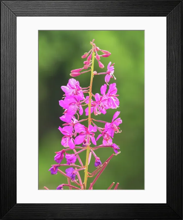 Framed Print : Fireweed (Epilobium sp) at Bow Lake, Banff National Park, Alberta, Canada Framed Print : Fireweed (Epilobium sp) at Bow Lake, Banff National Park, Alberta, Canada