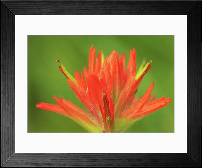 Framed Print : Painbrush (Castilleja sp) at Bow Lake, Banff National Park, Alberta, Canada Framed Print : Painbrush (Castilleja sp) at Bow Lake, Banff National Park, Alberta, Canada