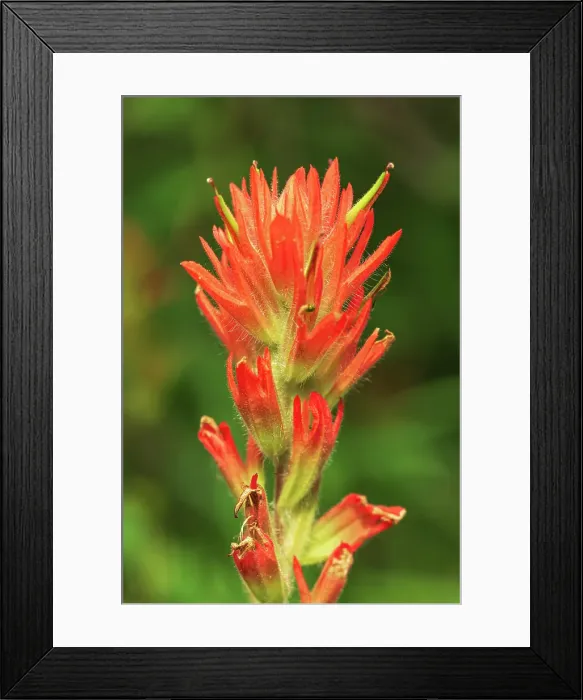 Framed Print : Painbrush (Castilleja sp) at Bow Lake, Banff National Park, Alberta, Canada Framed Print : Painbrush (Castilleja sp) at Bow Lake, Banff National Park, Alberta, Canada