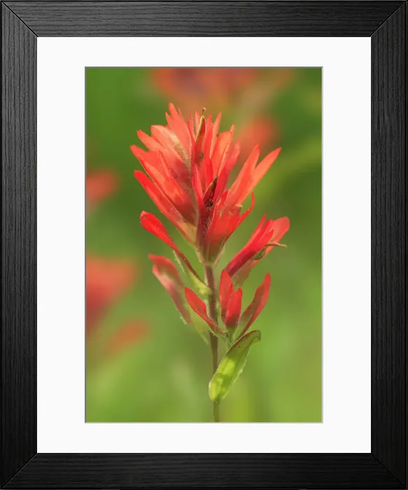 Framed Print : Painbrush (Castilleja sp) at Bow Lake, Banff National Park, Alberta, Canada Framed Print : Painbrush (Castilleja sp) at Bow Lake, Banff National Park, Alberta, Canada