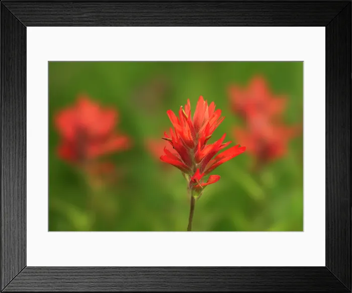 Framed Print : Painbrush (Castilleja sp) at Bow Lake, Banff National Park, Alberta, Canada