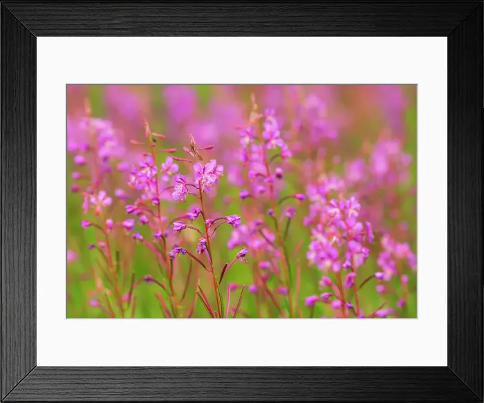 Framed Print : Fireweed (Epilobium sp) at Bow Lake Banff, National Park, Alberta, Canada Framed Print : Fireweed (Epilobium sp) at Bow Lake Banff, National Park, Alberta, Canada