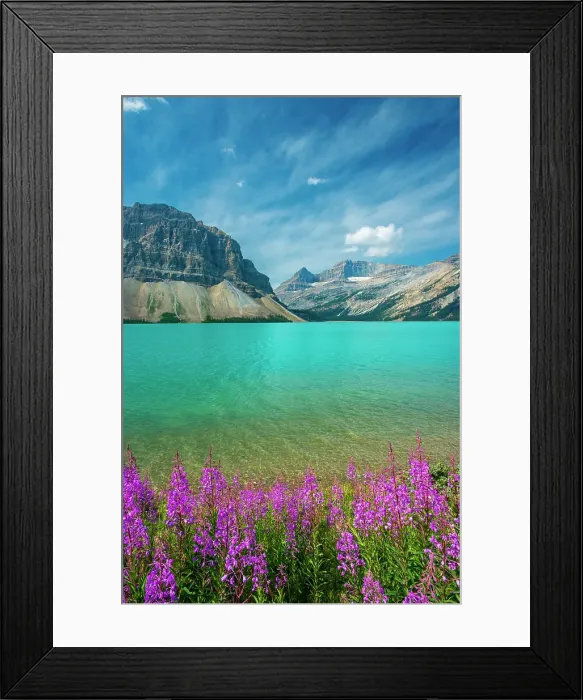 Framed Print : Fireweed (Epilobium sp) in the foreground of Bow Lake with Crowfoot Mountain on the left, Banff National Park, Alberta, Canada