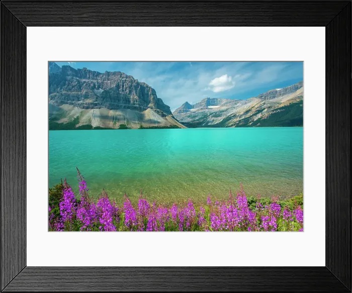 Framed Print : Fireweed (Epilobium sp) in the foreground of Bow Lake with Crowfoot Mountain on the left, Banff National Park, Alberta, Canada Framed Print : Fireweed (Epilobium sp) in the foreground of Bow Lake with Crowfoot Mountain on the left, Banff National Park, Alberta, Canada