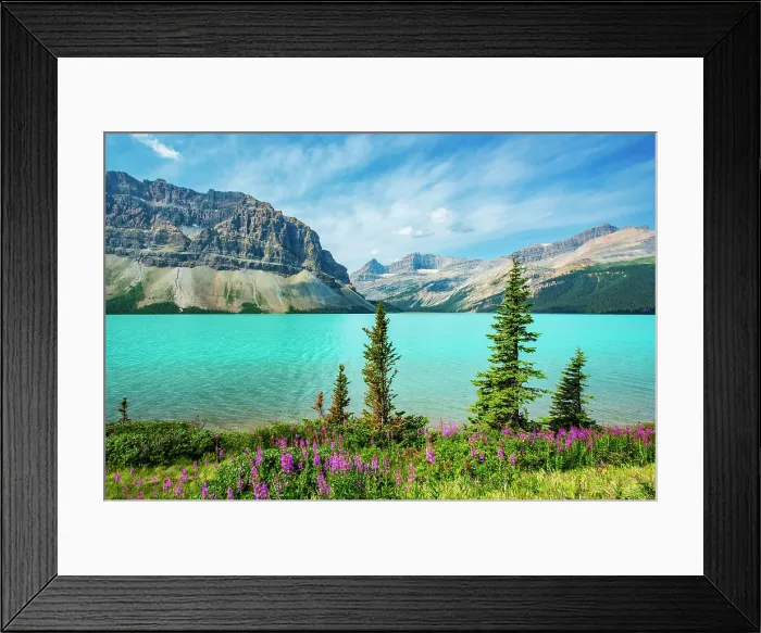 Framed Print : Fireweed (Epilobium sp) in the foreground of Bow Lake with Crowfoot Mountain on the left, Banff National Park, Alberta, Canada Framed Print : Fireweed (Epilobium sp) in the foreground of Bow Lake with Crowfoot Mountain on the left, Banff National Park, Alberta, Canada