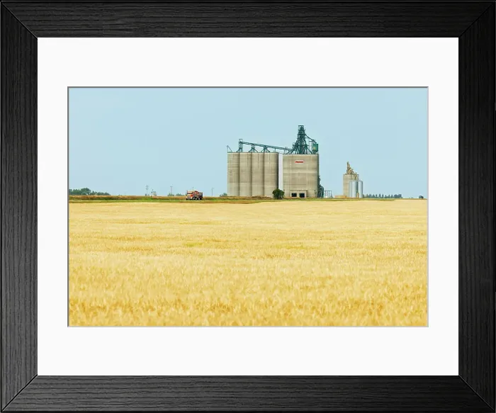 Framed Print : High throughput grain elevators (terminals) and grain crop Vulcan, Alberta, Canada Framed Print : High throughput grain elevators (terminals) and grain crop Vulcan, Alberta, Canada