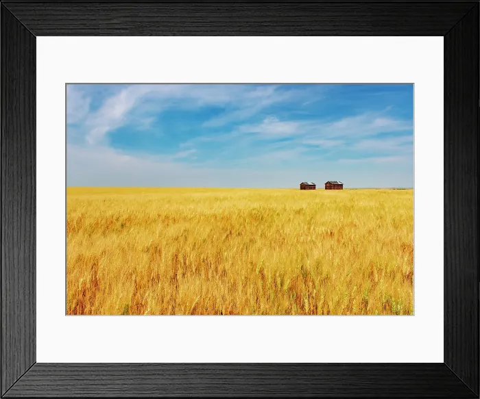 Framed Print : Wheat crop and wooden graineries Champion, Alberta, Canada Framed Print : Wheat crop and wooden graineries Champion, Alberta, Canada