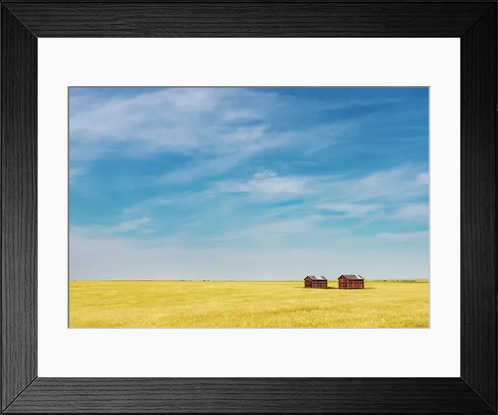 Framed Print : Wheat crop and wooden graineries Champion, Alberta, Canada Framed Print : Wheat crop and wooden graineries Champion, Alberta, Canada