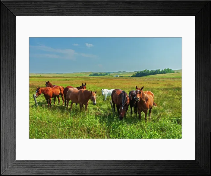 Framed Print : Horses in a field Southwestern Saskatchewan, Saskatchewan, Canada Framed Print : Horses in a field Southwestern Saskatchewan, Saskatchewan, Canada