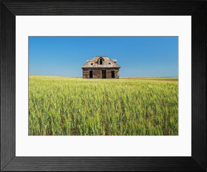 Framed Print : Old homestead and wheat crop, Cononach, Saskatchewan, Canada Framed Print : Old homestead and wheat crop, Cononach, Saskatchewan, Canada