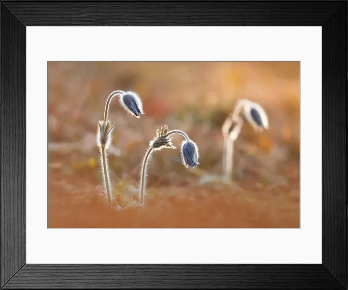 Framed Print : Pulsatilla, Monte Barro Natural Park, Barro mount, Lecco province, Lombardy, Italy Framed Print : Pulsatilla, Monte Barro Natural Park, Barro mount, Lecco province, Lombardy, Italy