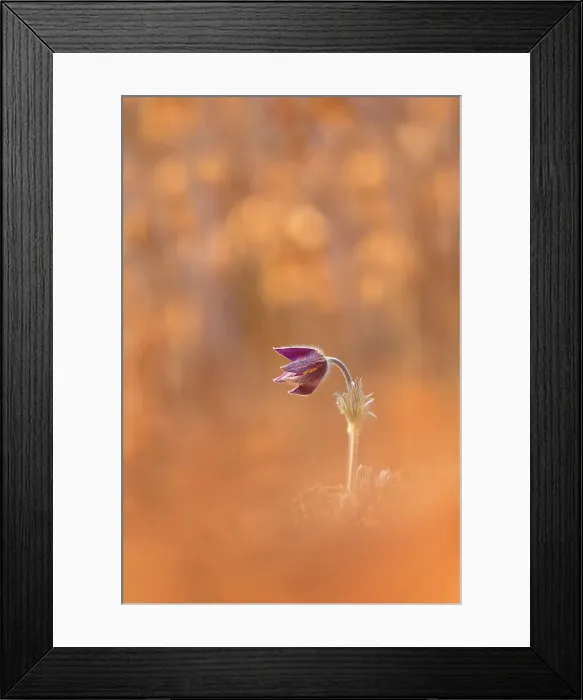 Framed Print : Pulsatilla, Monte Barro Natural Park, Barro mount, Lecco province, Lombardy, Italy