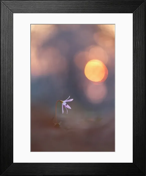 Framed Print : Dog's tooth violet (Erythronium dens-canis), Monte Barro Natural Park, Barro mount, Lecco province, Lombardy, Italy