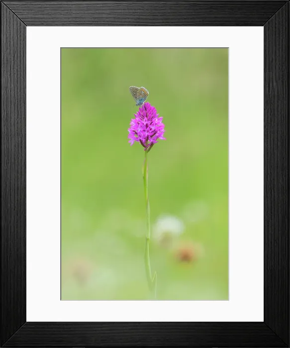 Framed Print : Common blue (Polyommatus icarus) butterfly on Pyramidal orchid (Anacamptis pyramidalis) flower, Barro mount, Lecco province, Lombardy, Italy