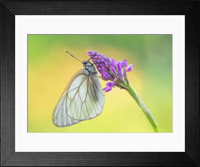Framed Print : Black-Veined White (Aporia crataegi), Monte Barro Natural Park, Lecco province, Lombardy, Italy Framed Print : Black-Veined White (Aporia crataegi), Monte Barro Natural Park, Lecco province, Lombardy, Italy