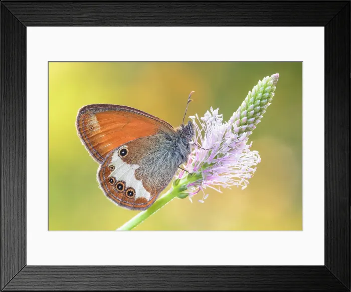 Framed Print : Pearly heath (Coenonympha arcania), Monte Barro Natural Park, Lecco province, Lombardy, Italy Framed Print : Pearly heath (Coenonympha arcania), Monte Barro Natural Park, Lecco province, Lombardy, Italy