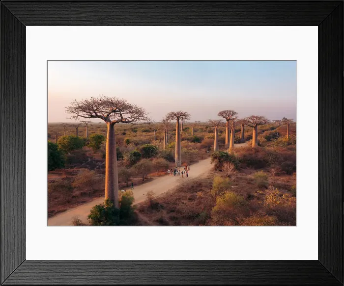 Framed Print : Tourists admire baobab trees. Madagascar, Africa Framed Print : Tourists admire baobab trees. Madagascar, Africa