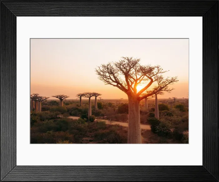 Framed Print : Sunrise over baobab trees. Madagascar, Africa Framed Print : Sunrise over baobab trees. Madagascar, Africa