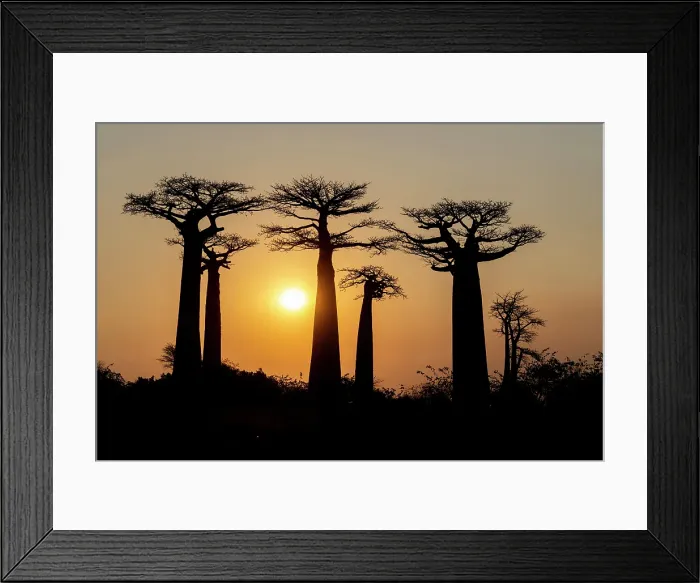 Framed Print : Baobab trees at sunset. Madagascar, Africa Framed Print : Baobab trees at sunset. Madagascar, Africa