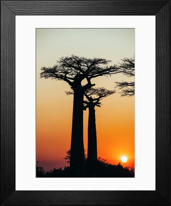 Framed Print : Silhouette trees at sunset. Madagascar, Africa Framed Print : Silhouette trees at sunset. Madagascar, Africa
