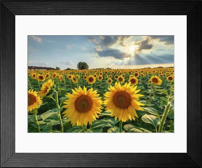 Framed Print : Sunflower field, Brenna, Brianza, Como province, Lombardy, Italy Framed Print : Sunflower field, Brenna, Brianza, Como province, Lombardy, Italy