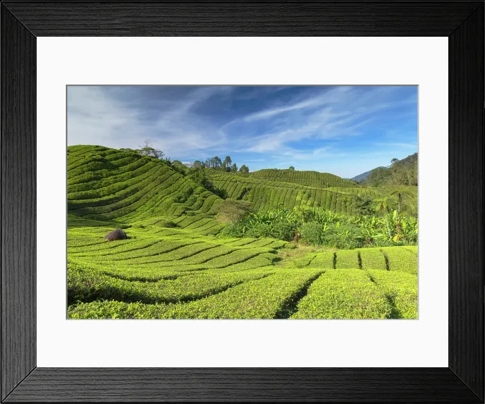 Framed Print : BOH Sungai Palas tea plantation, Cameron Highlands, Pahang, Malaysia Framed Print : BOH Sungai Palas tea plantation, Cameron Highlands, Pahang, Malaysia