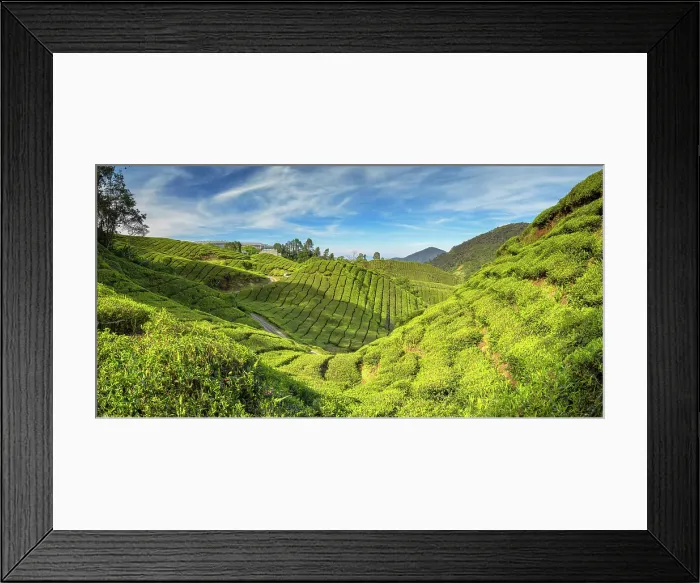 Framed Print : BOH Sungai Palas tea plantation, Cameron Highlands, Pahang, Malaysia Framed Print : BOH Sungai Palas tea plantation, Cameron Highlands, Pahang, Malaysia