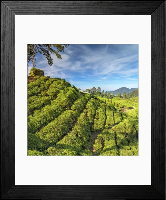 Framed Print : BOH Sungai Palas tea plantation, Cameron Highlands, Pahang, Malaysia Framed Print : BOH Sungai Palas tea plantation, Cameron Highlands, Pahang, Malaysia