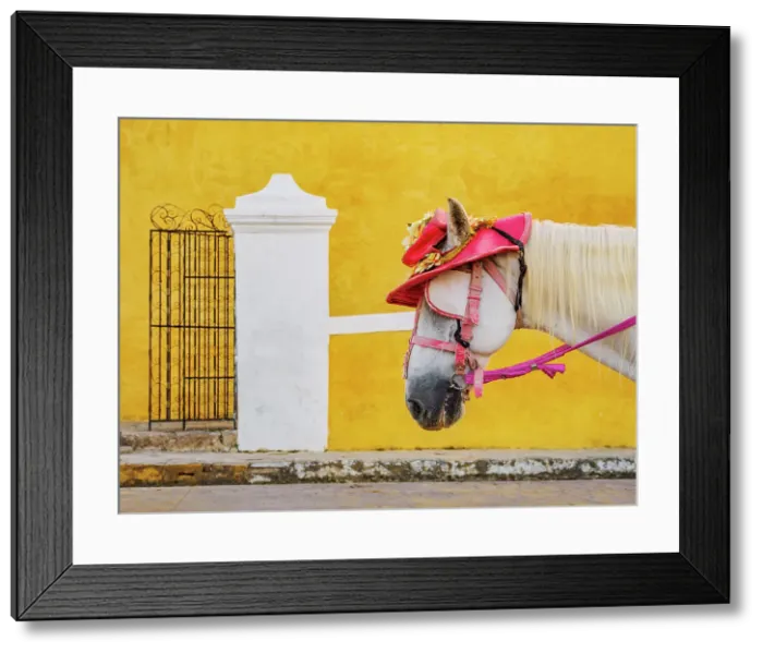 Framed Print : Horse wearing a hat in front of the Convent of San Antonio de Padua, Izamal, Yucatan State, Mexico Framed Print : Horse wearing a hat in front of the Convent of San Antonio de Padua, Izamal, Yucatan State, Mexico