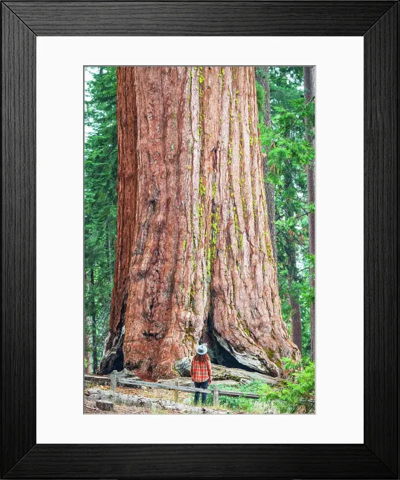 Framed Print : Giant sequoia at Mariposa Groove, Yosemite National Park, California, USA (MR) Framed Print : Giant sequoia at Mariposa Groove, Yosemite National Park, California, USA (MR)