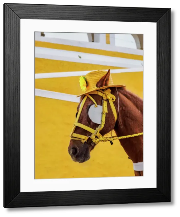 Framed Print : Horse wearing a hat in front of the Convent of San Antonio de Padua, Izamal, Yucatan State, Mexico Framed Print : Horse wearing a hat in front of the Convent of San Antonio de Padua, Izamal, Yucatan State, Mexico
