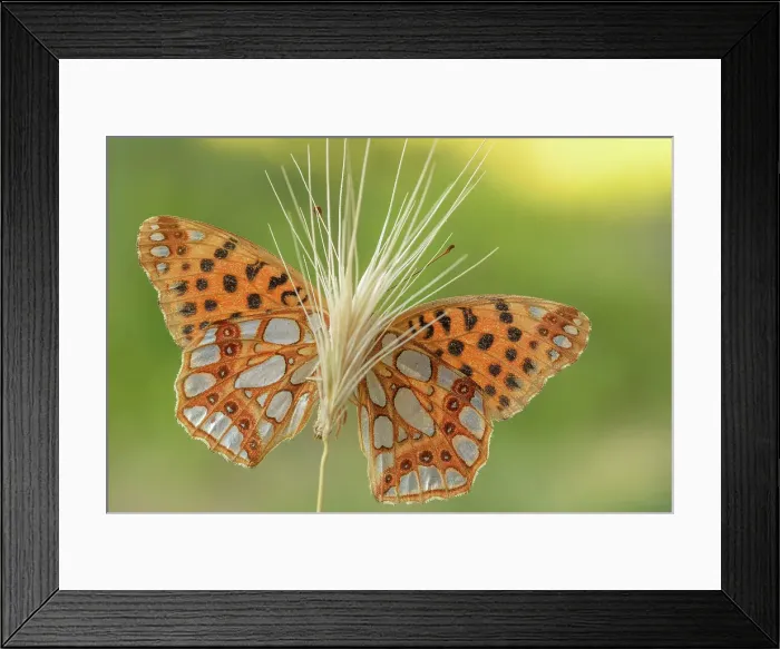 Framed Print : Butterfly, Issoria latonia, Vobbia, Liguria, Genoa, Italy