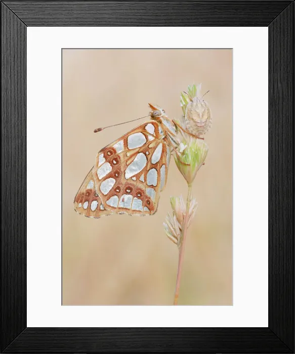 Framed Print : Butterfly, Issoria latonia, Vobbia, Liguria, Genoa, Italy