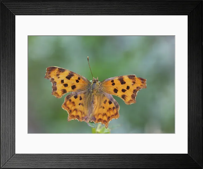 Framed Print : Polygonia c-album, Casareggio, Liguria, Vobbia, Italy Framed Print : Polygonia c-album, Casareggio, Liguria, Vobbia, Italy