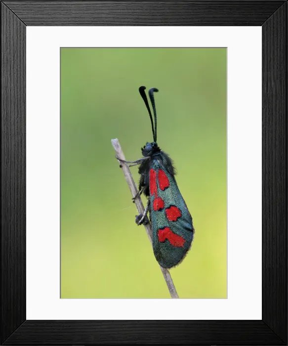Framed Print : Butterfly, Zygaena oxytropis, Piedmont, Italy Framed Print : Butterfly, Zygaena oxytropis, Piedmont, Italy