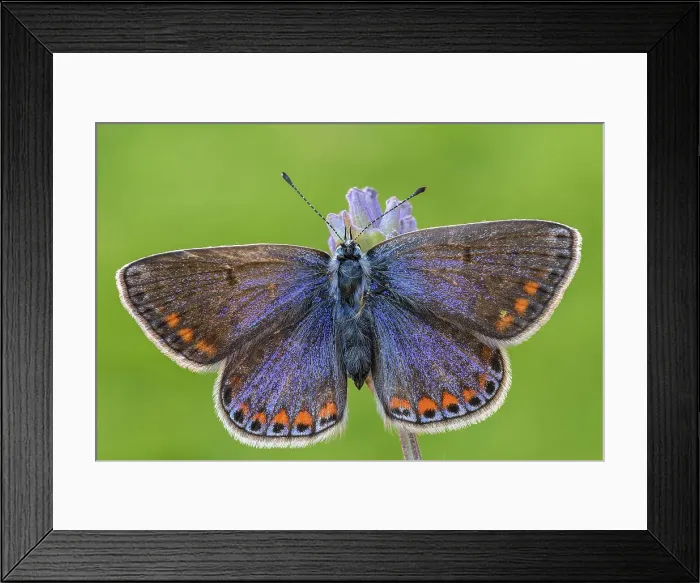 Framed Print : Butterfly, Polyommatus thersites, Liguria, Italy Framed Print : Butterfly, Polyommatus thersites, Liguria, Italy