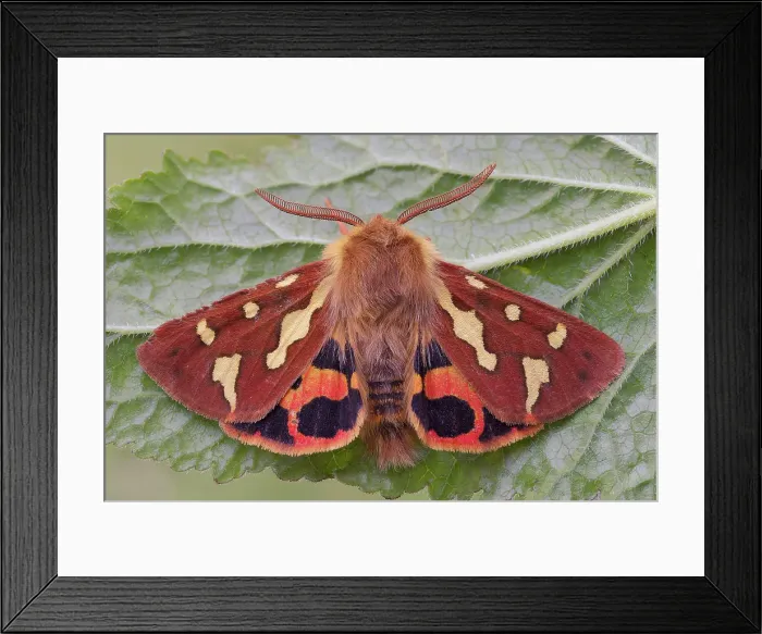 Framed Print : Butterfly by night, Hyphoraia testudinaria, Vobbia, Italy Framed Print : Butterfly by night, Hyphoraia testudinaria, Vobbia, Italy
