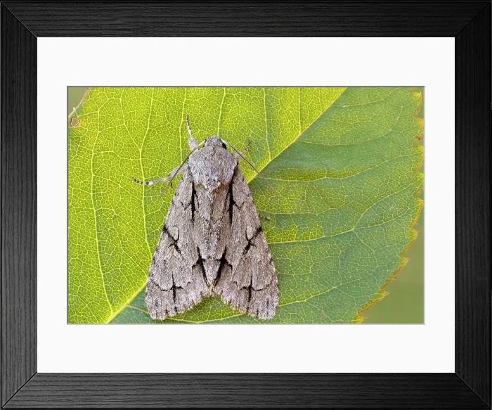 Framed Print : Night butterfly on leaf in backlight, Acronicta, Liguria, Italy Framed Print : Night butterfly on leaf in backlight, Acronicta, Liguria, Italy