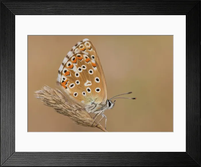 Framed Print : Polyommatus bellargus, Piedmont, Italy Framed Print : Polyommatus bellargus, Piedmont, Italy
