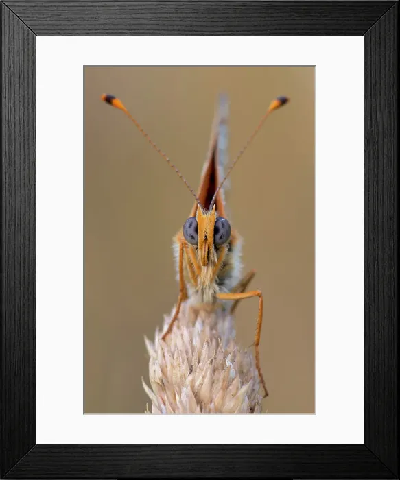 Framed Print : Melitaea didyma, Liguria, Antola, Genova, Italy Framed Print : Melitaea didyma, Liguria, Antola, Genova, Italy