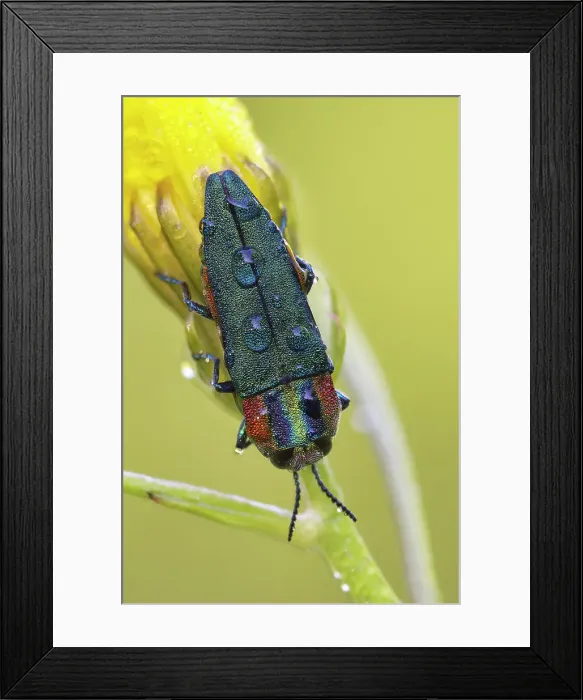 Framed Print : Anthaxia hungarica, Casareggio, Liguria, Vobbia, Italy Framed Print : Anthaxia hungarica, Casareggio, Liguria, Vobbia, Italy