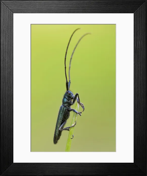 Framed Print : Agapanthia violacea, Liguria, Vobbia, Italy Framed Print : Agapanthia violacea, Liguria, Vobbia, Italy