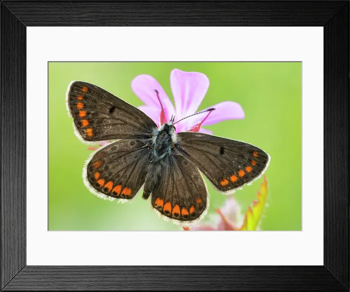 Framed Print : Butterfly, Aricia agestis, Liguria, Vobbia, Italy Framed Print : Butterfly, Aricia agestis, Liguria, Vobbia, Italy
