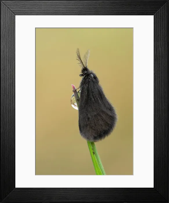 Framed Print : Psychidae, Little hairy butterfly, Liguria, Vobbia, Genoa